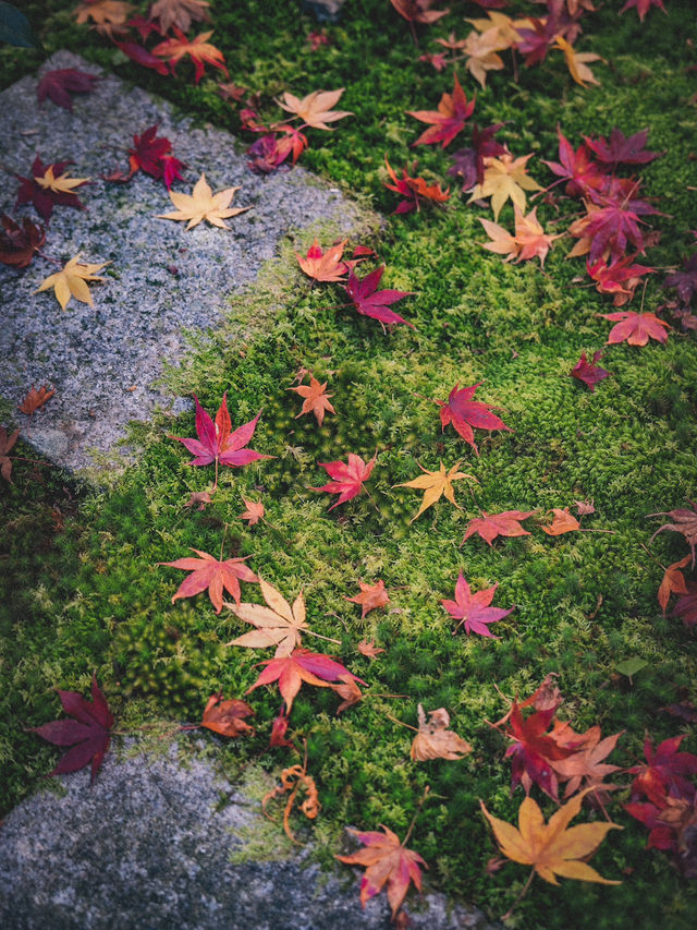 🍁 秋の西芳寺で感じる静寂と彩り ✨