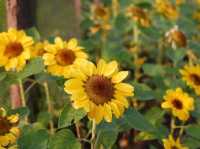 ทุ่งทานตะวัน สวนรถไฟ 🌻