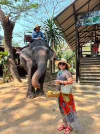 Pattaya Elephant Village 🐘🎋