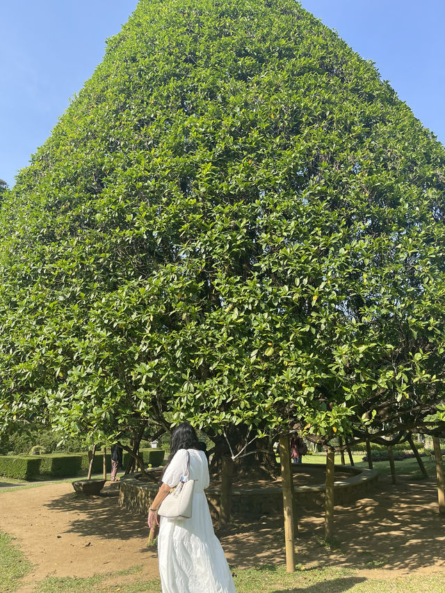 Royal botanical garden, Sri Lanka
