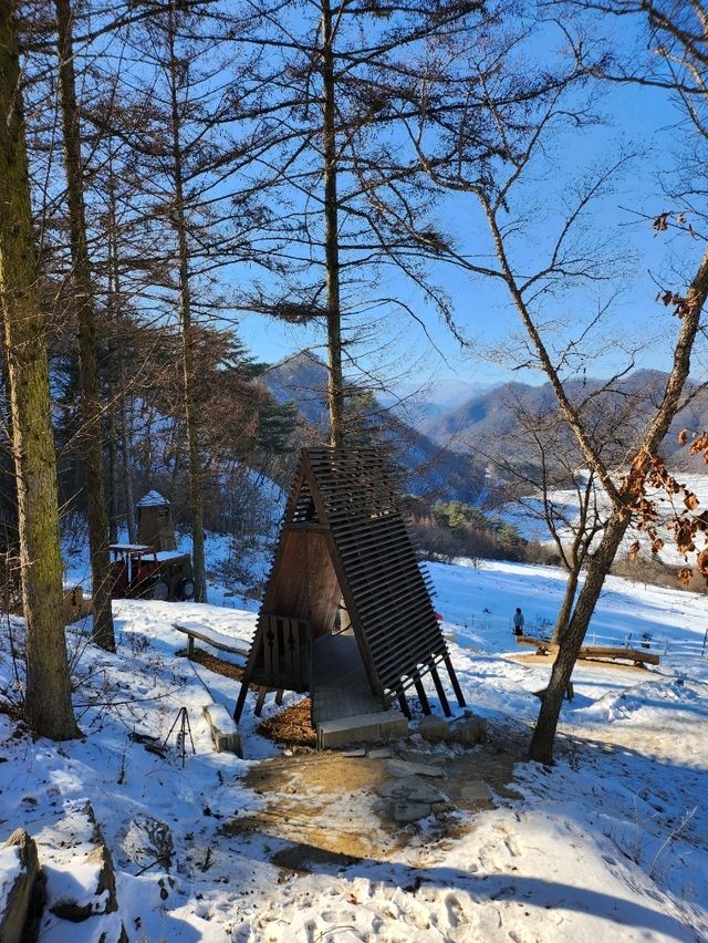 춘천여행 필수코스 먹이주기 체험할 수 있는 목장🐑
