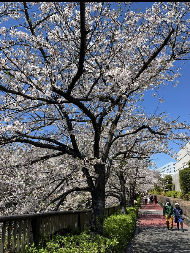 中目黑櫻花隧道