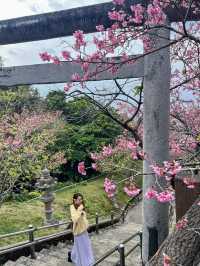 【沖縄】名護市 市街地と海を一望できる桜の名所へ