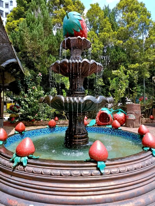 정상에서 접시까지: 겐팅 딸기 수확 체험