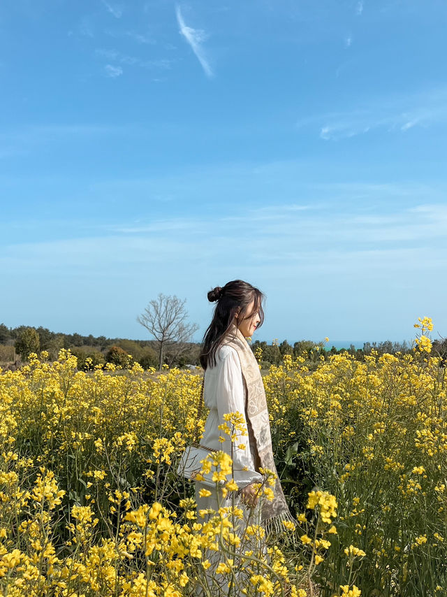 濟州景點🌺山茶花之丘