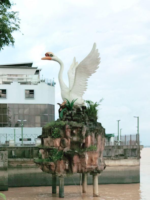 Sibu’s Swan by the Riverside! 🦢
