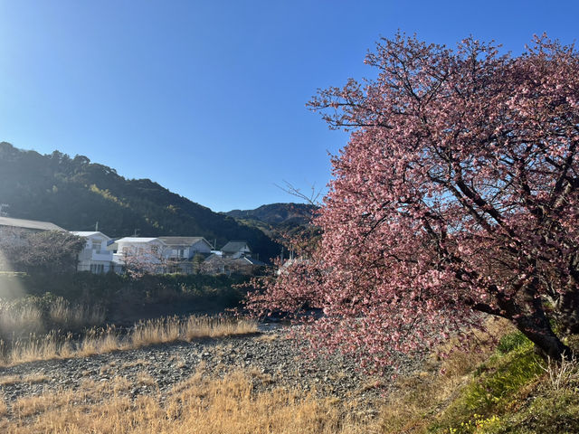 看看東日本最早盛開的櫻花 體驗伊豆半島獨有文化