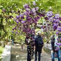【奈良県】 我が国最古の万葉植物園　藤を見に行こう🍇