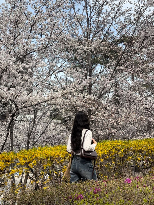 대구 벚꽃여행