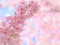 🌸 Matsuda Sakura Festival 🌸