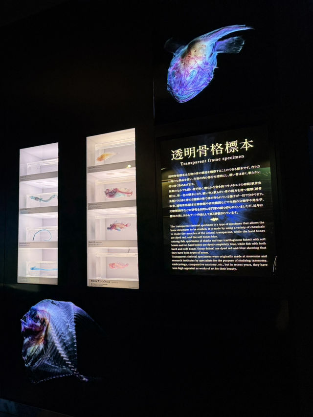 沼津港深海水族館：探索神秘深海世界的奇幻之旅！🐠#東京近郊