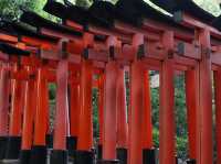 A Journey Through the Thousand Torii: Hiking Fushimi Inari Shrine