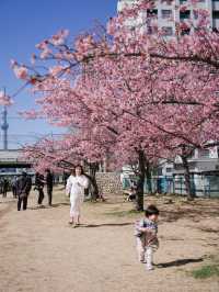 東京河津櫻賞櫻指南 🌸 舊中川櫻花盛開中！