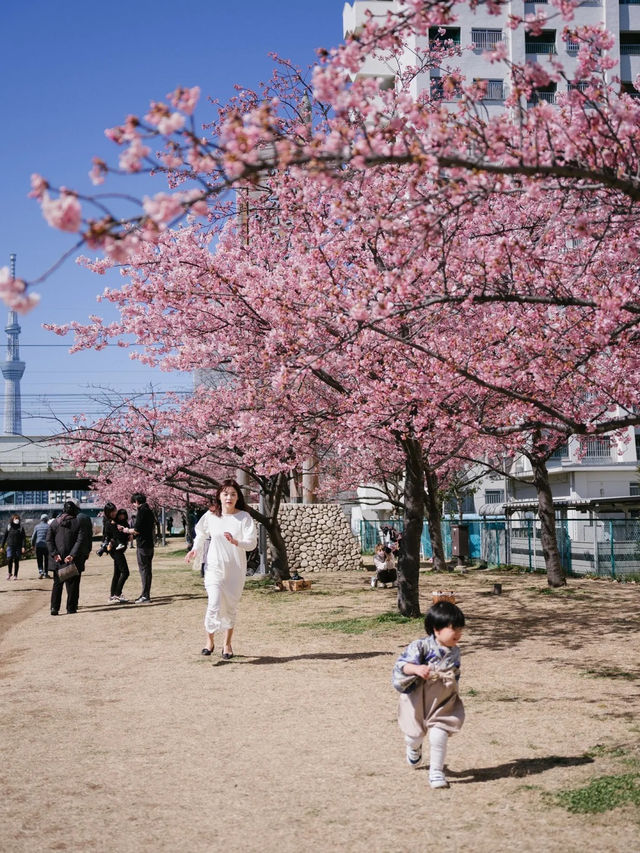 東京河津櫻賞櫻指南 🌸 舊中川櫻花盛開中！