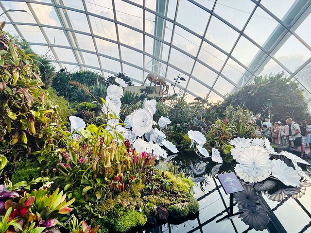 雲霧林看瀑布與植物