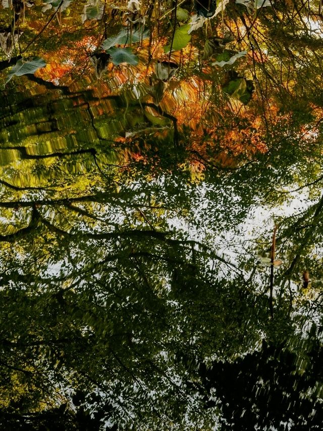 Quyuan Fenghe