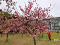 中科崴立櫻花公園賞櫻美景