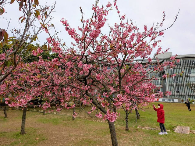 中科崴立櫻花公園賞櫻美景