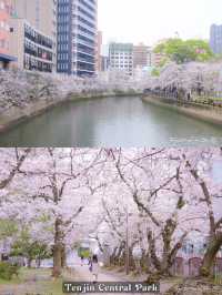 Fukuoka in Sakura Season~🌸🇯🇵✨