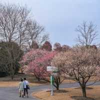 武漢植物園🥳粉紅盛宴 🌸