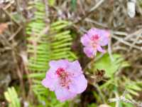 Lantau Trail: A Springtime Hiking Adventure