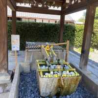 手水舎に浮かぶアヒルが可愛すぎる🐥