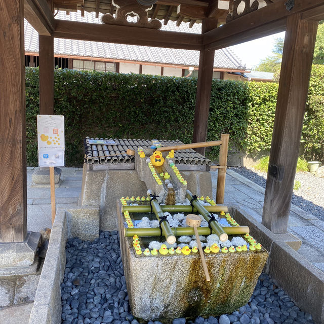 手水舎に浮かぶアヒルが可愛すぎる🐥