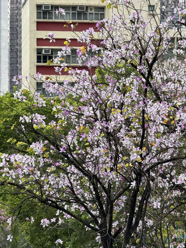 大興邨偽櫻花宮粉羊蹄甲：都市中的春日浪漫🌸🌿