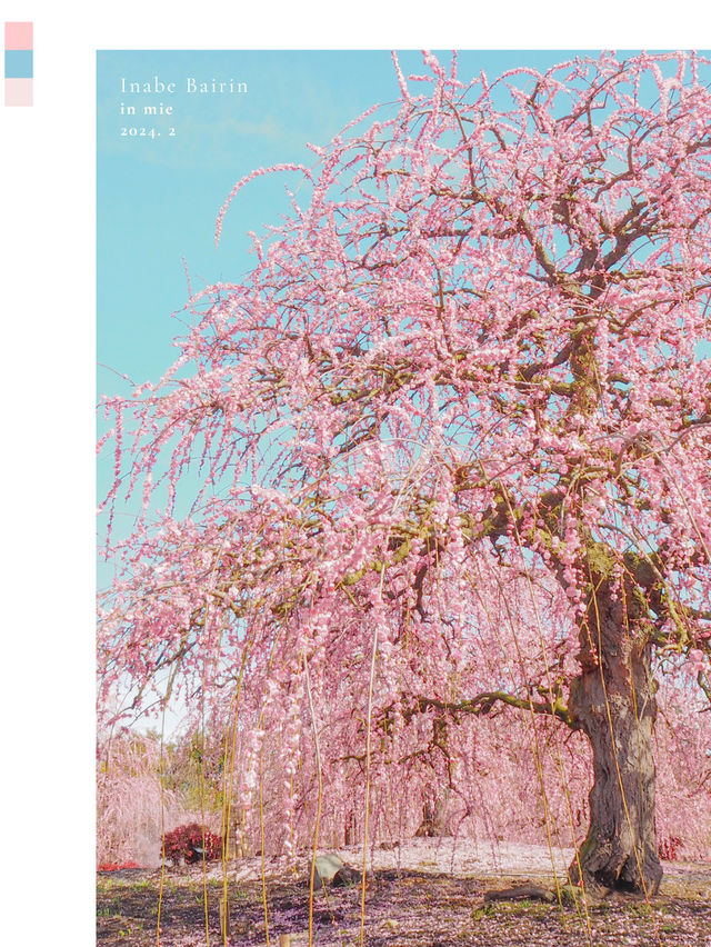 梅と桜のおすすめスポットはここ🌸🍡💕