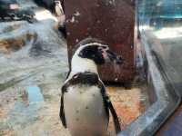 鳥羽水族館🪼蠻遠但值得一去