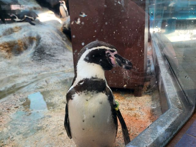 鳥羽水族館🪼蠻遠但值得一去