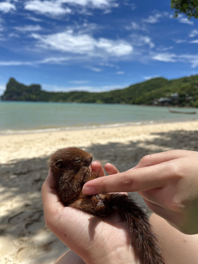 เกาะพีพี จังหวัดกระบี่🏖️🩵💐