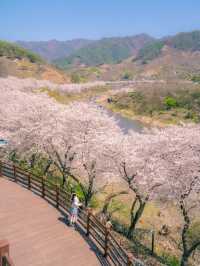 🌸벚꽃시즌🌸하동 벚꽃놀이 코스이대로💗