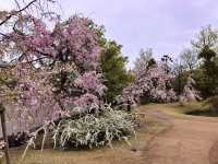 Chasing Sakura at Koko-en Garden