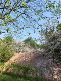 Chasing Sakura at Hangzhou