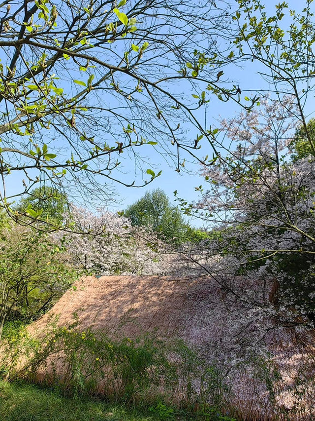 Chasing Sakura at Hangzhou