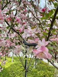 A Serendipitous Sakura Stroll: West Garden Temple’s Floral Paradise by the Canal