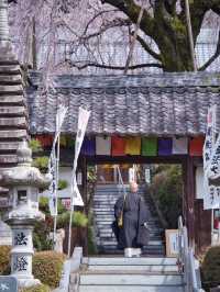 【岐阜】行かなきゃ損‼️樹齢200年のしだれ桜は圧巻🤩穴場すぎる！