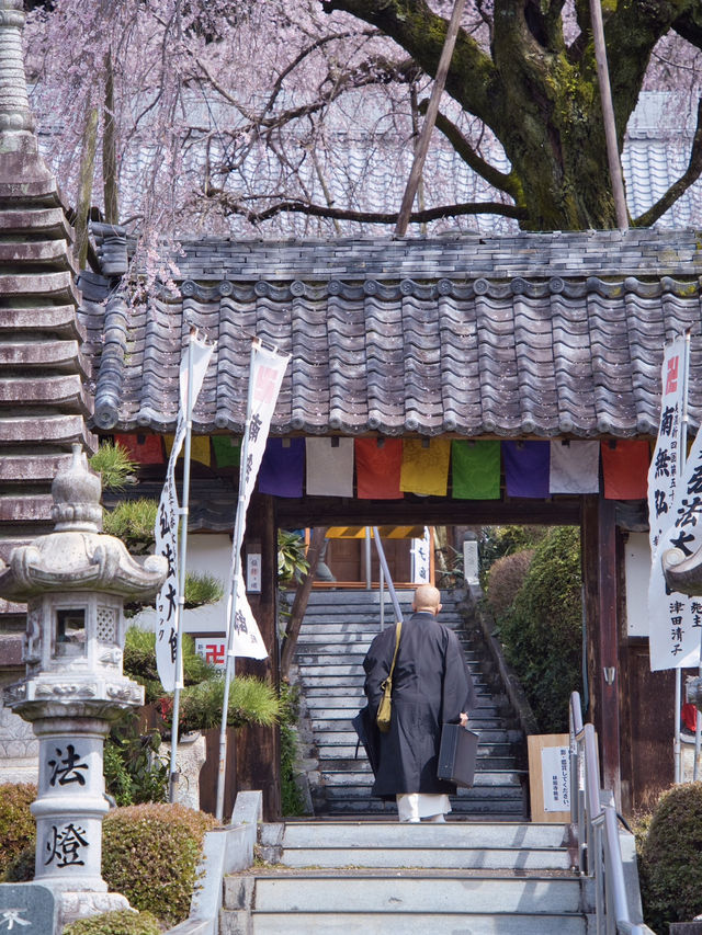 【岐阜】行かなきゃ損‼️樹齢200年のしだれ桜は圧巻🤩穴場すぎる！