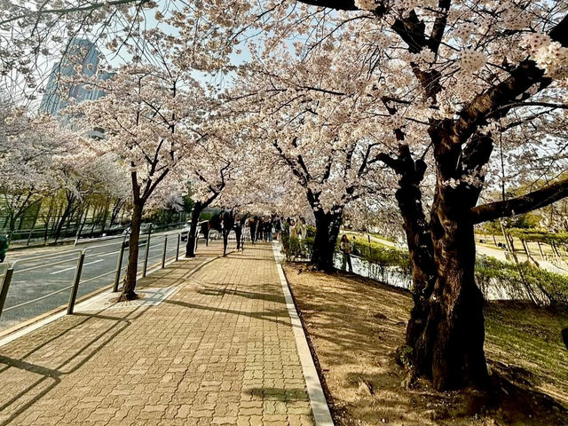 A DREAMY WALK AT YEOUIDO HANGANG PARK CHERRY BLOSSOM 