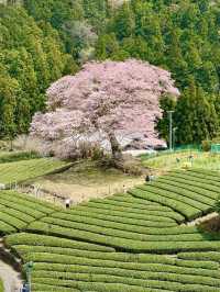 Chasing Sakura at Shimada 