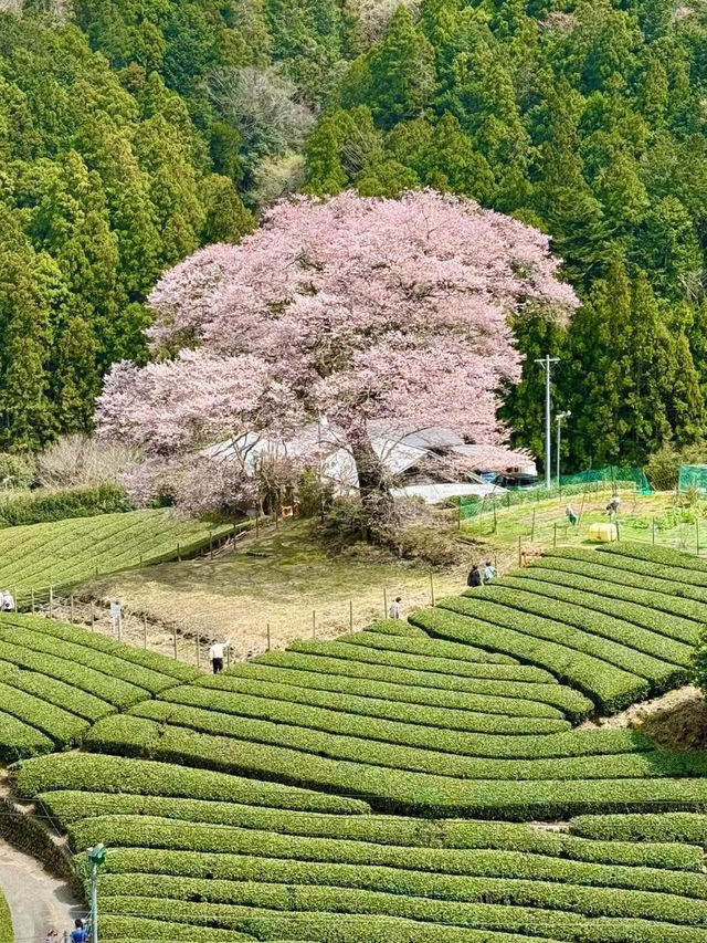 Chasing Sakura at Shimada 