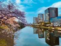 福岡舞鶴公園賞櫻美景