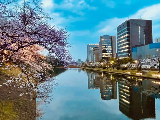 福岡舞鶴公園賞櫻美景