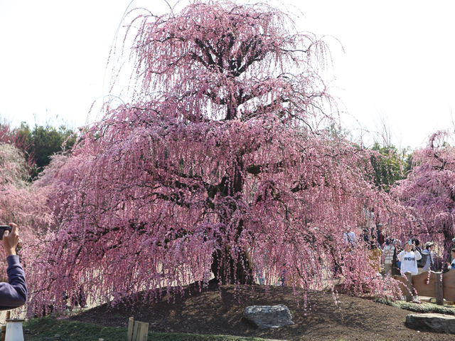 鈴鹿の森公園今週が見頃