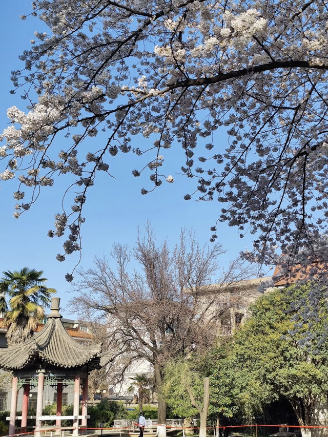Hidden Cherry Blossom Gem in Xi’an: Zhi Garden Hotel 🌸