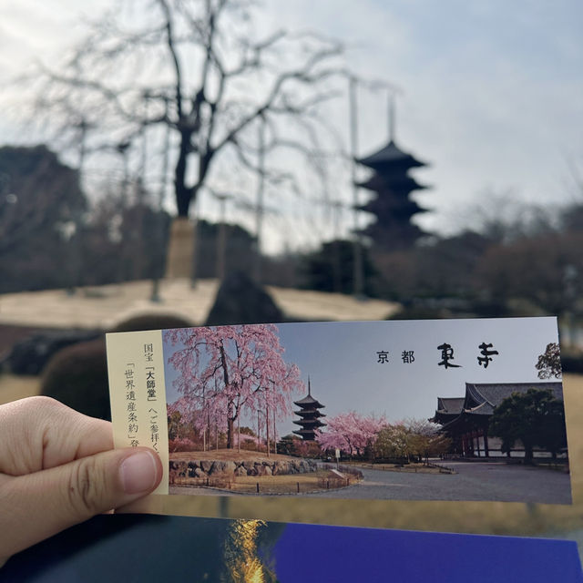 교토 벚꽃여행지 추천 1_도지(교왕호국사)