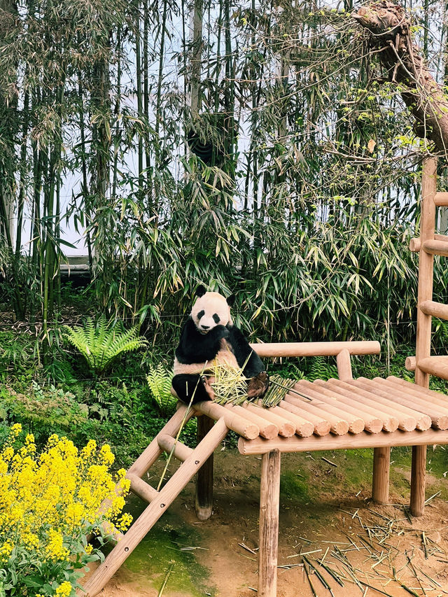 Panda Serenity at Everland🐼