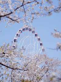 Gucun Park Cherry Blossoms- Shanghai's Largest Sakura Wonderland