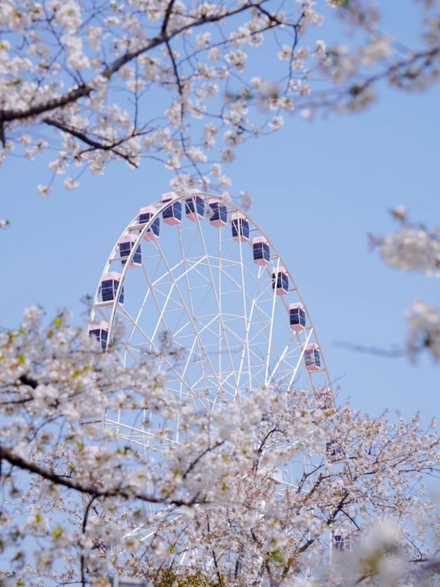 Gucun Park Cherry Blossoms- Shanghai's Largest Sakura Wonderland